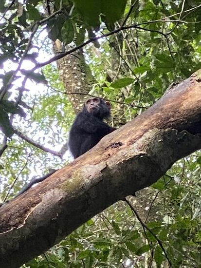 Nach einer Stunde Fußmarsch sehen wir die ersten Schimpansen