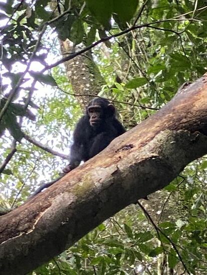 Allerdings weit oben in den Bäumen