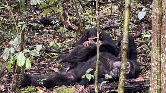 Das 2. Alphatier läßt sich verwöhnen…