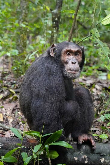 Aber unser Ranger kennt sich aus und sieht es, wenn die Kerlchen die Bäume verlassen und auf den Boden kommen…