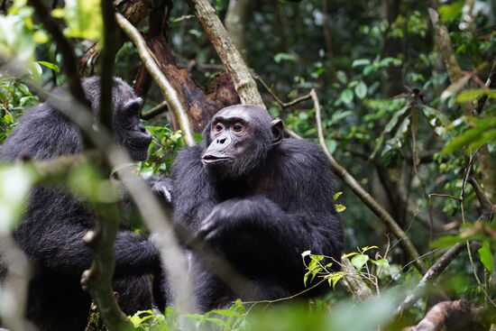 Hey—wollen wir Karten spielen??
Ja—aber wir brauchen einen dritten Mann…