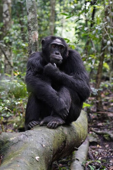 Noch nachdenklicher…