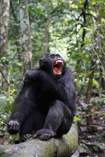 Mal ausgiebig gähnen…