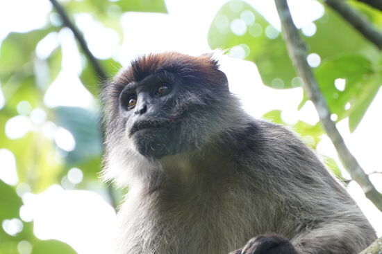 Hat er nicht süße Kulleraugen?