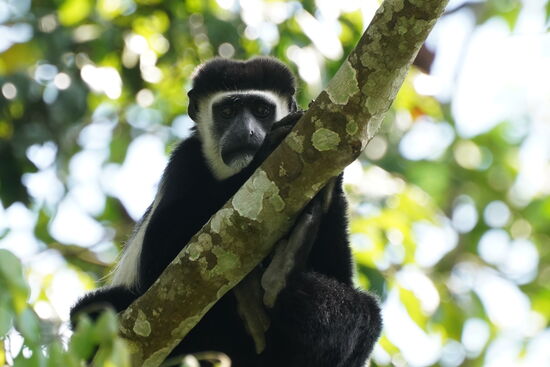 Eine andere Spezie—leider habe ich die Namen nicht behalten