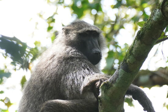 Das sind die bösen—die sind sehr unbeliebt, denn sie gehen in Häuser und zerstören viel oder klauen Sachen.
4 der 8 Affenspezies haben wir gesehen - laut Ranger eine sehr gute Erfolgsrate! Wir freuen uns sehr.