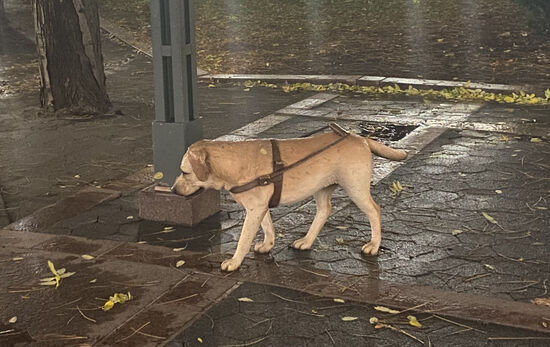 Der sieht aus wie ein lebendiger…