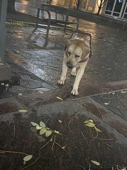 Der ist sehr pflegeleicht und günstig in der Unterhaltung