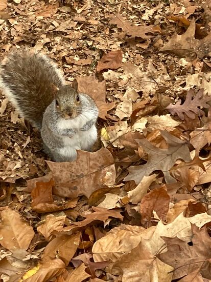 Unzählige dieser kleinen Kameraden hüpfen hier herum und sind recht zutraulich