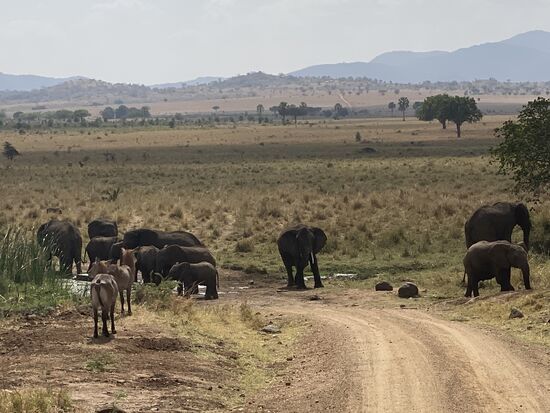 STOP: kurz bevor wir die Lodge erreichen, erleben wir eine Blockade der Straße. Wir haben keine Chance weiterzufahren. Elefanten mit Jungen sind am Wasserloch. Wir können nicht weiter und müssen fast 45 Minuten warten bevor es weiter geht.