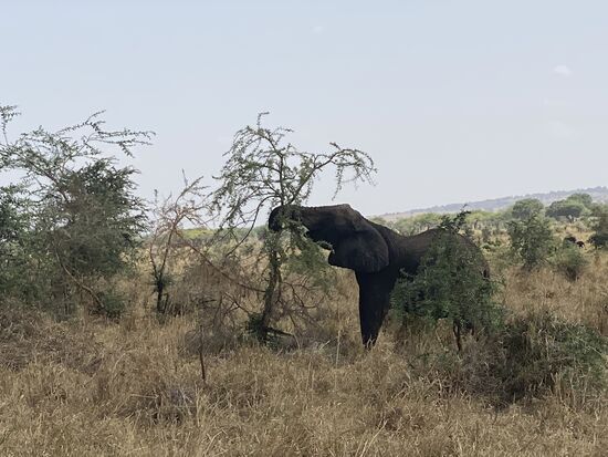 In der Zwischenzeit zerlegt einer der Elefanten einen Baum.