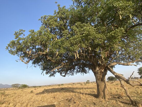 Dies ist ein Sausage-Baum (Leberwurstbaum)