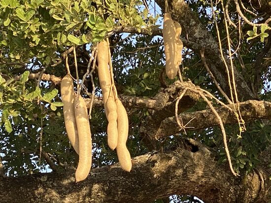 Er gehört zur Gattung der Trompetenbaumgewächse und wächst nur in West- und Ostafrika. Wenn Elefanten diese Früchte fressen, werden sie betrunken.
Ich erinnere mich, dass es in meiner Kindheit eine Doku darüber gab, wie die betrunkenen Elefanten durch die Steppe torkelten.
Wir fahren zurück zur Lodge, haben ein tolles Abendessen und schreiben den Blog. Als wir zu Bett gehen wollen, fällt der Strom und das Internet aus. Erst am nächsten Morgen ward Licht. Aus diesem Grunde etwas verspätet der Bericht.