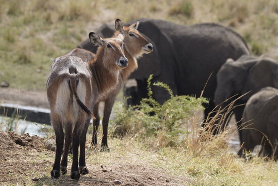 „Eh Mann, macht mal hin, wir wollen auch mal trinken“
