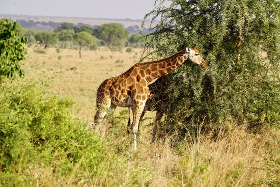 Und wir gehen noch auf einen Gamedrive. Als erstes sehen wir Giraffen.