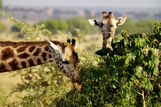 Sie sind wundervolle Tiere