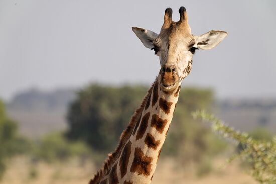Hallo liebe Gäste - Welcome to Kidepo National Park