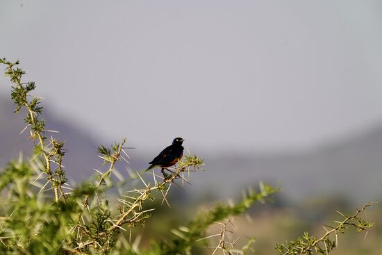 Auch hier - wie im letzten Jahr im Südwesten Ugandas - viele schöne Vögel
