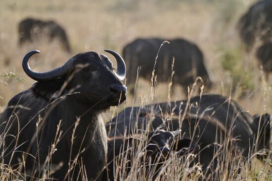 Kidepo ist bekannt für die großen Herden Buffalos