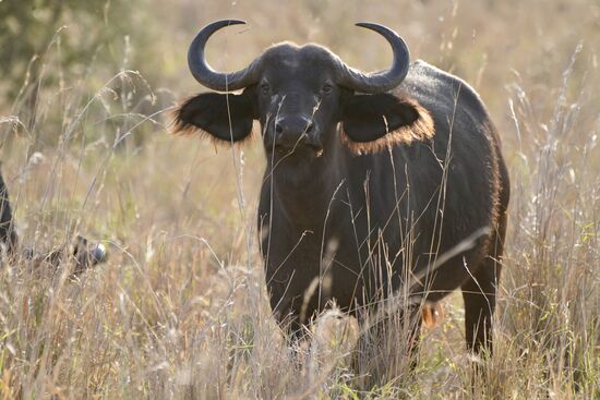 Beeindruckende Tiere - die uns nicht aus den Augen lassen