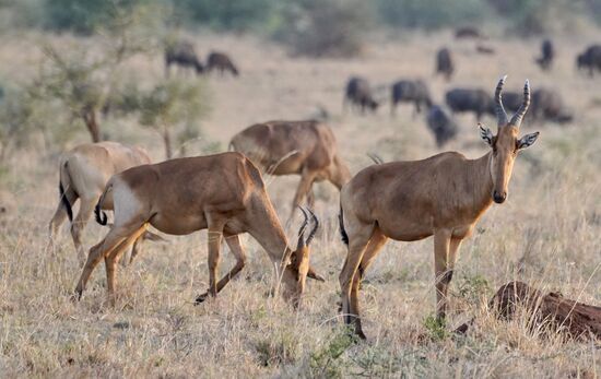 Jackson Heartbeest - beeindruckende Schönheit