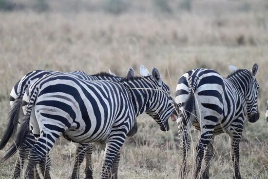 Zebras überqueren unseren Weg.