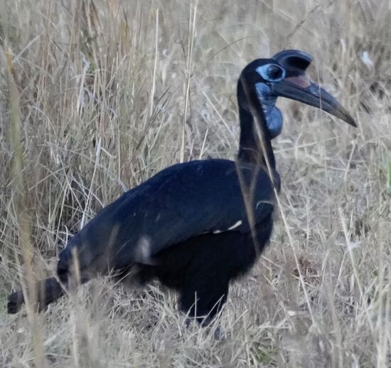 Dieser Zeitgenosse ist so unscheinbar und doch so schön