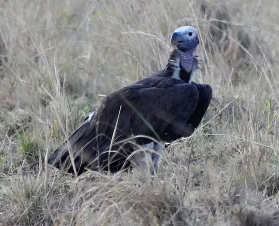 Dieser nicht so - aber hat auch etwas.