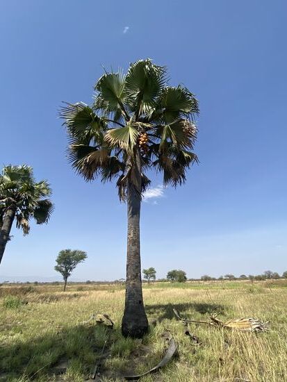 Schöne Palmen, die Früchte tragen.