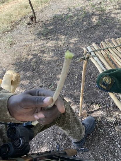 Er erklärt uns, dass dies Zahnbürsten sind.  - Die Sträucher, die er hier abgeschnitten hat, wachsen nur in dieser Region. Mit einem Messer schält er das frische Holz und dreht dann den Stab, während er ihn kaut. Nach ein paar Minuten ist das Holzstück fransig und er beginnt. Er erklärt, dass dieses Gewächs sehr weich ist und ein spezielles Salz enthält. Zahncreme ist nicht erforderlich.