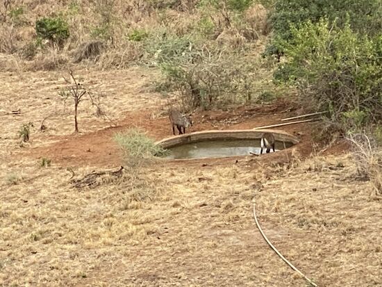 ...und auf das Wasserloch, welches auch gerade von ein paar Tieren besucht wird