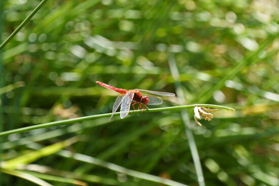 Thomas nutzt die Gelegenheit und geht auch Fotopirsch. In der Nähe der Quellen sind sehr viele Libellen zu beobachten.