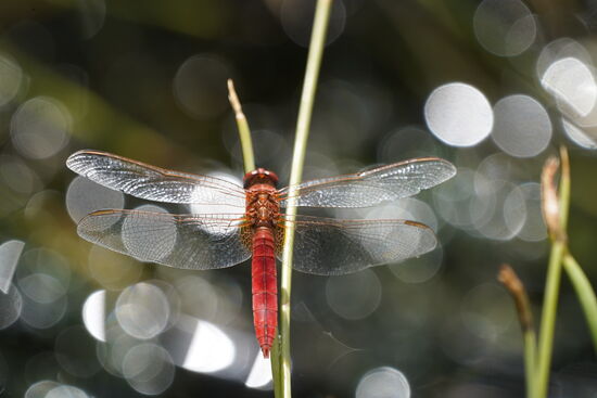 Auch dies ist ein sehr schönes Exemplar. Sie waren mit 5.6 Zentimeter auch relativ groß