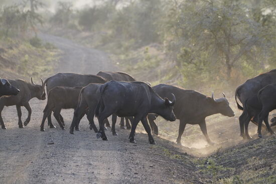 Auf dem Rückweg überqueren Thomes` Lieblingstiere  die Straße und zwingen uns zu stoppen