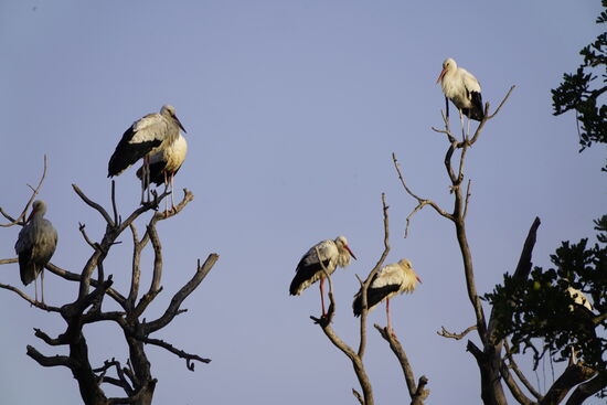 Auf der Fahrt zur Grenze im Norden sehen wir zu früher Morgenstunde bereits viele Tiere.