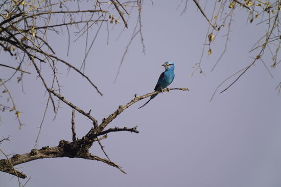 Wir wären an diesem kleinen Kerl sicherlich vorbeigefahren. Unsere beiden Guides haben aber Adleraugen und sehen so viel.
