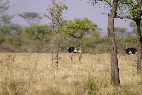 Lange müssen wir fahren und jetzt sehen wir sie in Entfernung. Die Strauße (Ostrich) sind sehr scheu-wir versuchen näher heranzufahren, aber sie laufen weiter weg—es ist nicht unser Motorengeräusch, was sie verschreckt, sondern 2 Pumba—die dort herumjagen!