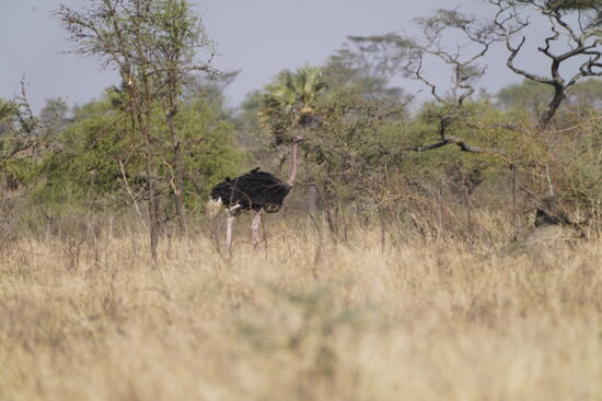 Und Tschüß - schade! Aber wir hoffen, dass wir in Südafrika noch mehr sehen.
