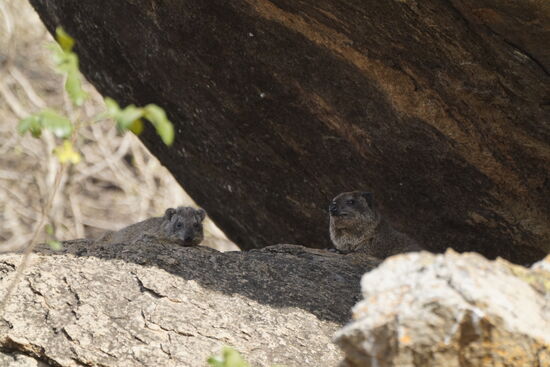 Hier gibt es viele der drolligen „Rock-rabbits“ - lustig—ihre nächsten Verwandten sind Elefanten