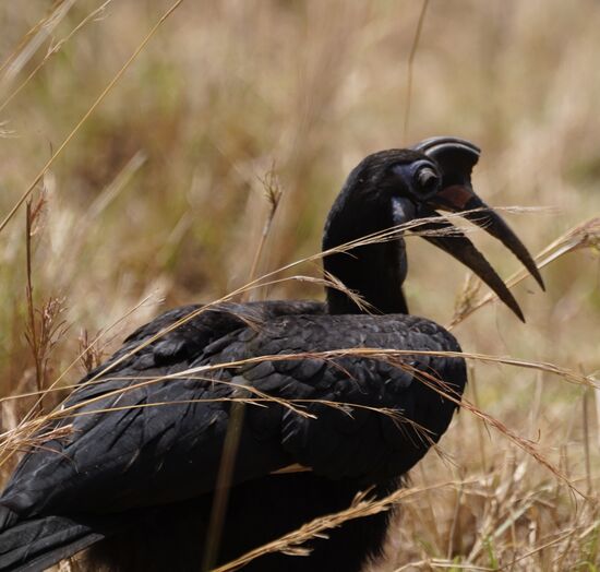 Auf dem Rückweg sehen wir noch einiges von der Tierwelt….ich liebe diese anmutenden Hornbills