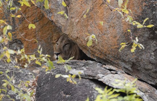 Auf einem großen Felsen entdeckt Denis dann tatsächlich noch diesen Löwen!
Sehr weit weg, aber mit Tele zu erkennen. Er sucht in der angehenden Mittagshitze Schatten—in der Stille hören wir sein Schnaufen und hecheln