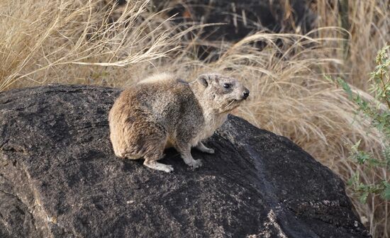 Es sind Hasen ohne Ohren…
