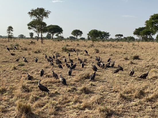 Geier-Invasion bei Morning-Game-Drive 