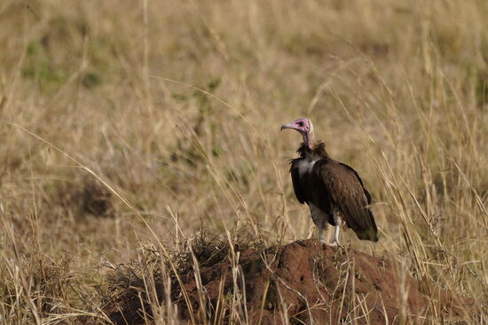 Kuriose Tiere, diese Geier