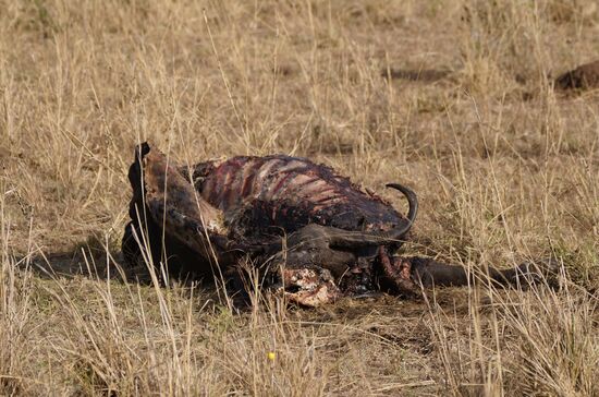 Jetzt sehen wir den Grund der Invasion…