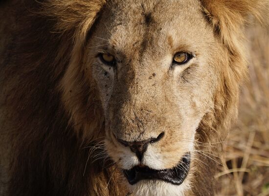 Er beobachtet uns ebenfalls und achtet darauf, dass wir ihm nicht zu nahe kommen.