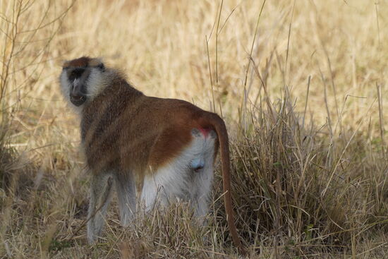 Der süße Kerl schlendert durch die Steppe, schaut sich um….