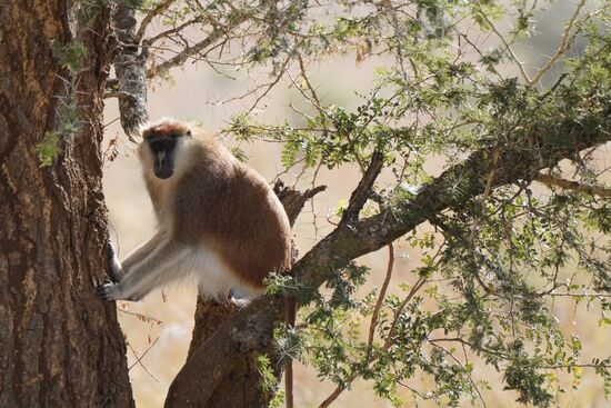 ….und klettert auf einen Baum und beobachtet uns