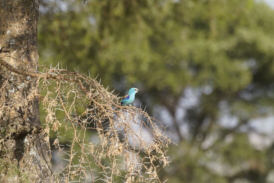 Unscheinbar und doch so prächtig in der Farbe