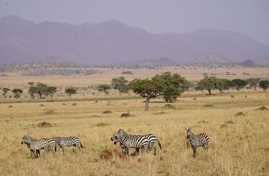 Wir können uns nicht sattsehen - unzählige Herden Zebras und Buffalos.